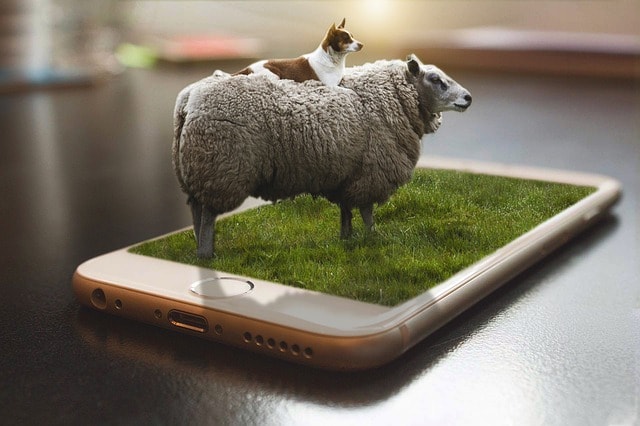 Oveja sobre movil